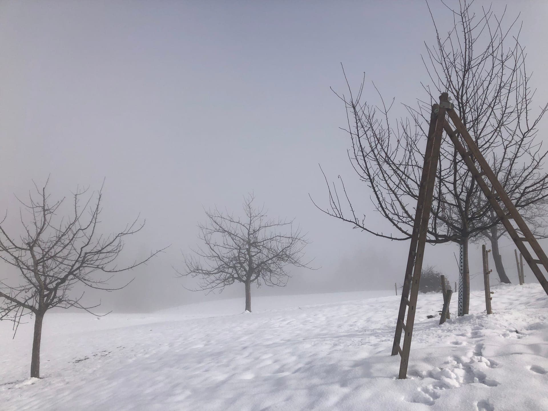 Winterschnitt an Gehölzen