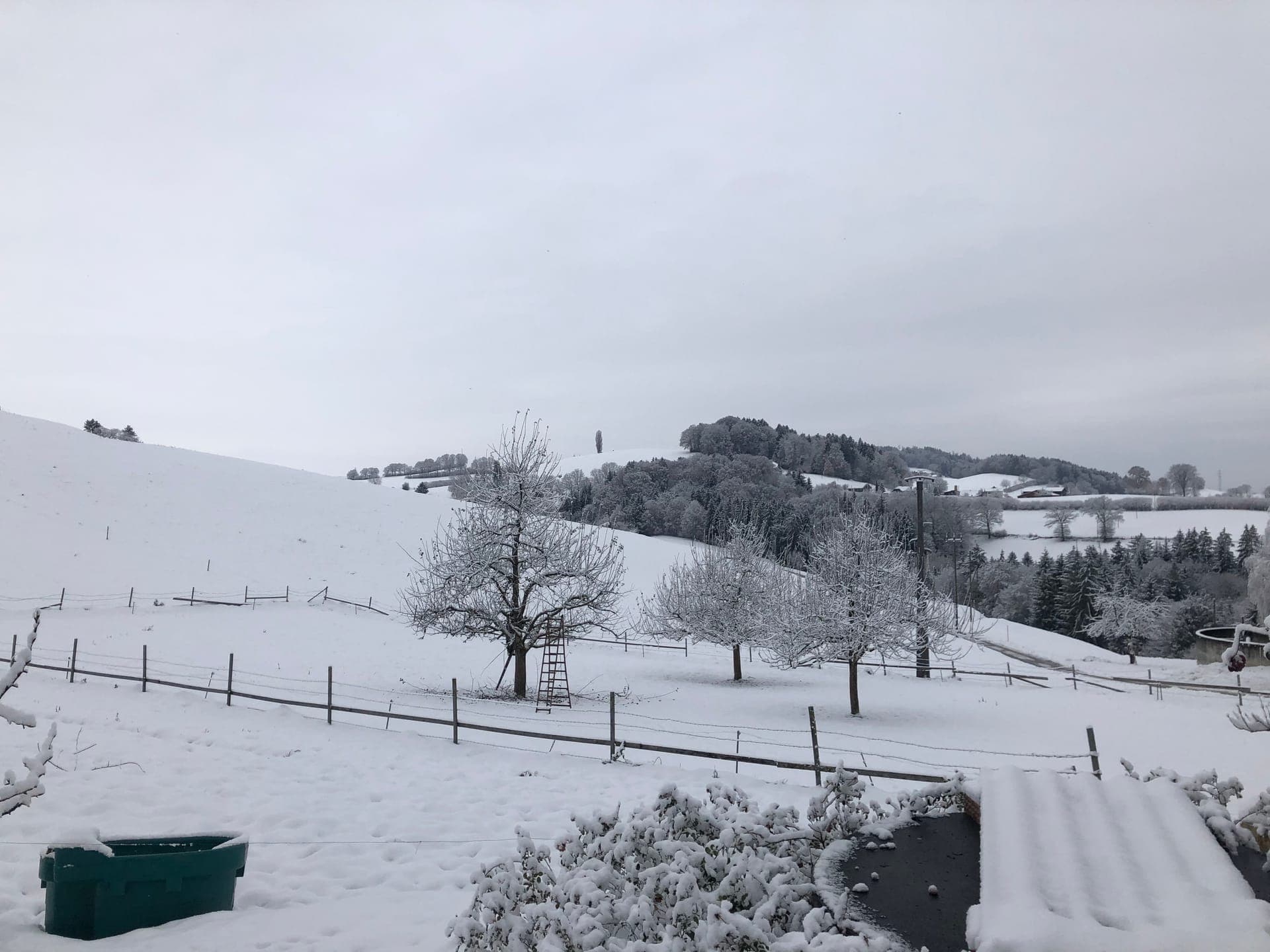 Gehölzschnitt im Winter